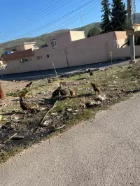 chickens