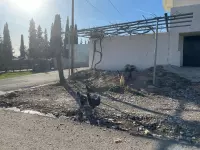 chickens