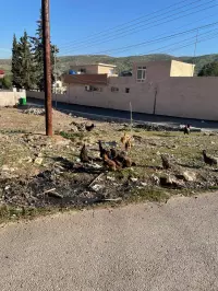 chickens