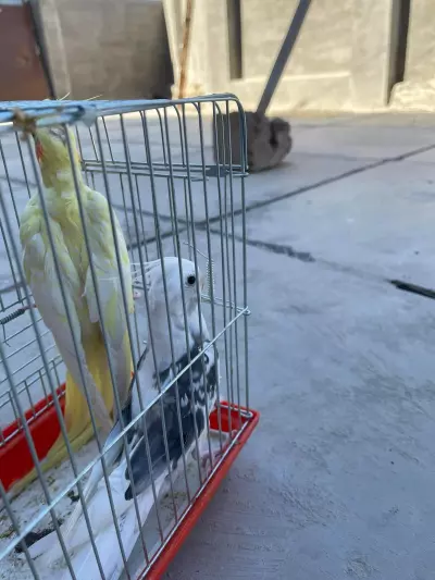 bird