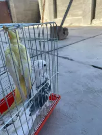 bird