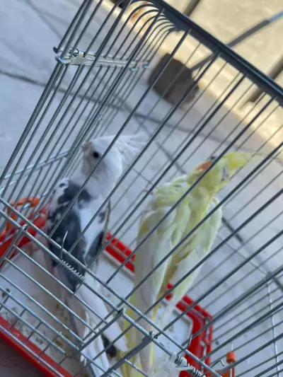 bird