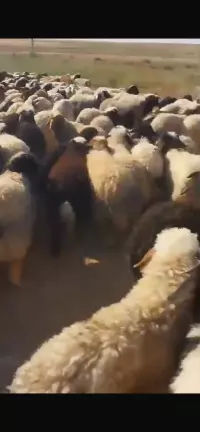 Sheep