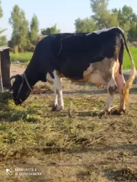 cow