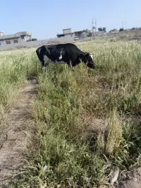 cow