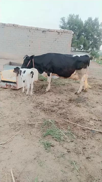 cow
