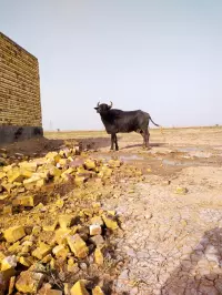 buffalo