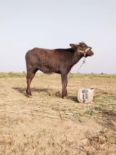 cow