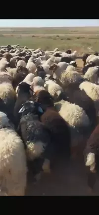 Sheep