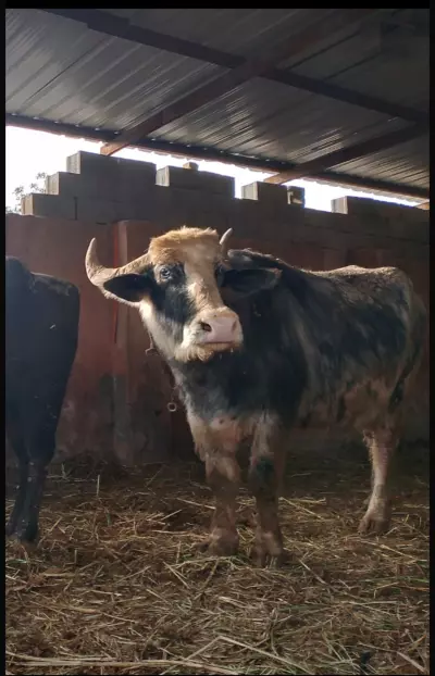 buffalo