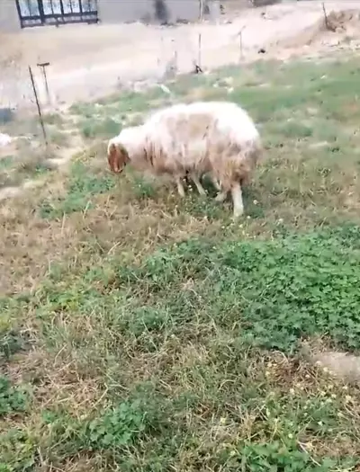 sheep