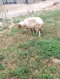 مەڕ