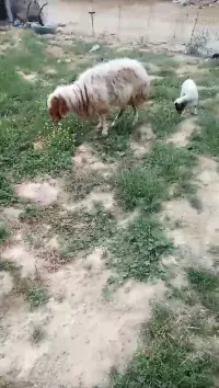 مەڕ