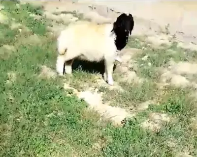 sheeps for sale
