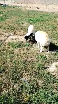 sheeps for sale