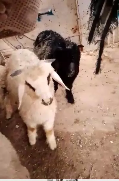 Sheep for sale