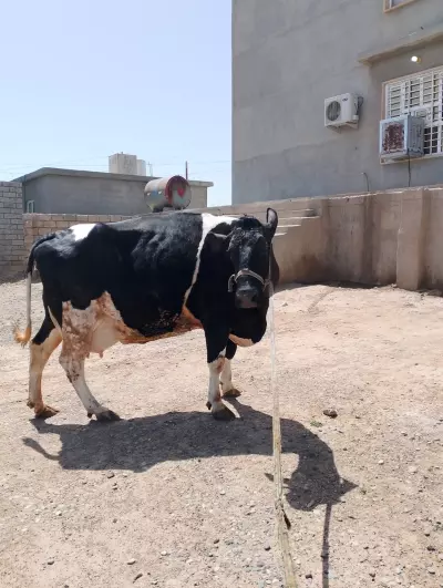 cow
