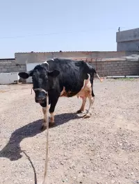 cow