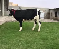 cow