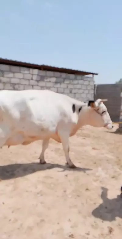 cow (haisha)