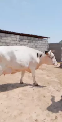 cow (haisha)