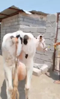 cow (haisha)