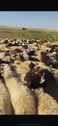 Sheep