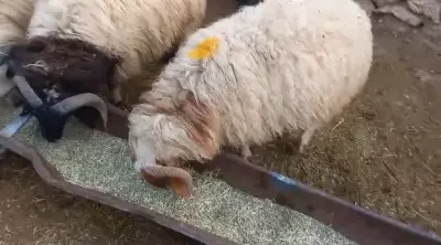 sheep
