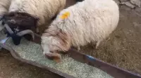 sheep