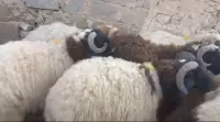 sheep