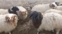 sheep