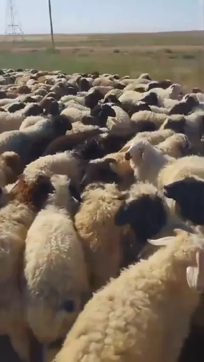 Sheep