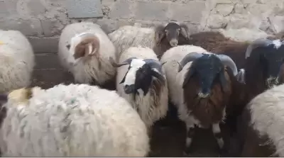 sheep