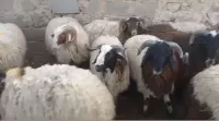 sheep