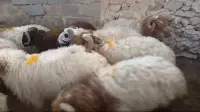 sheep
