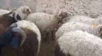 sheep