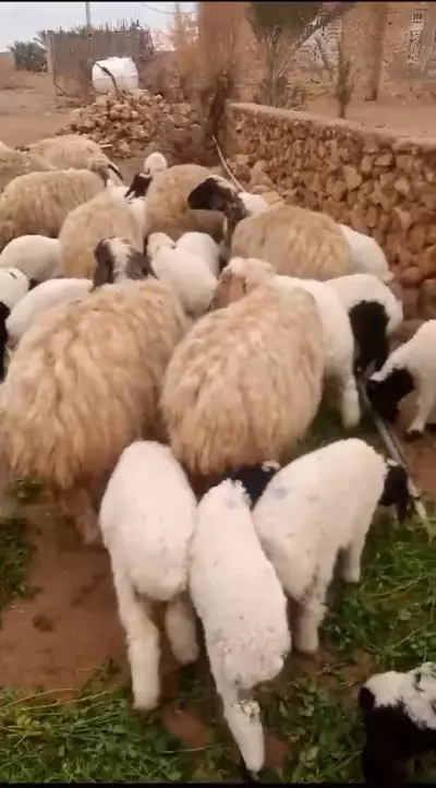 sheep