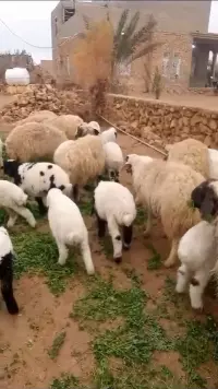 sheep