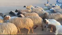 sheep