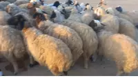 sheep