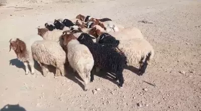 sheeps