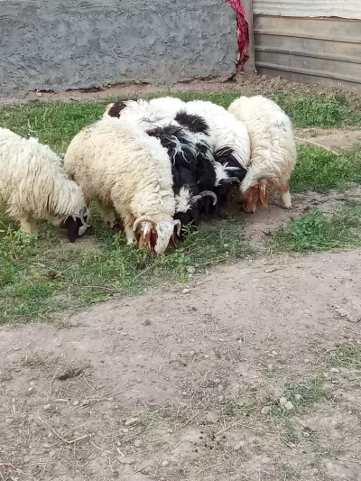 sheeps for sale
