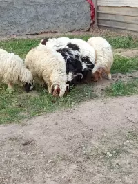 مەڕ بۆ فرۆشتن