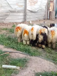 مەڕ بۆ فرۆشتن