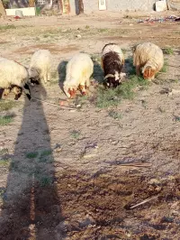 مەڕ بۆ فرۆشتن