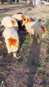 مەڕ بۆ فرۆشتن