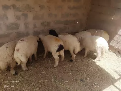 lamb