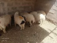 lamb