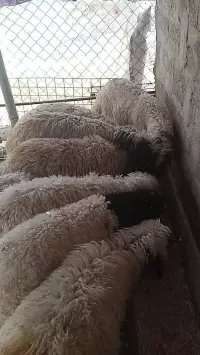 lamb