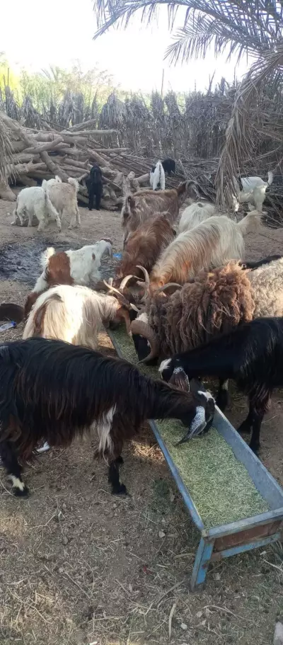 sheep